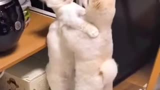 Cat gives another cat a hug