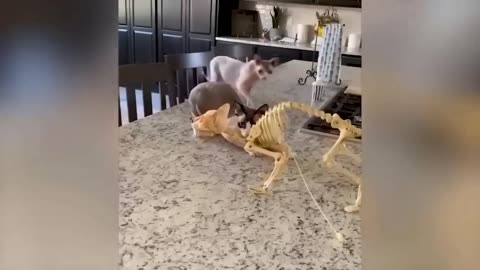 Funniest animal 2023😹🐕funny cat and dog🐕funny animal ###7
