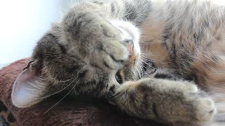 Tired Cat behaves so sweet - Hides behind its paws