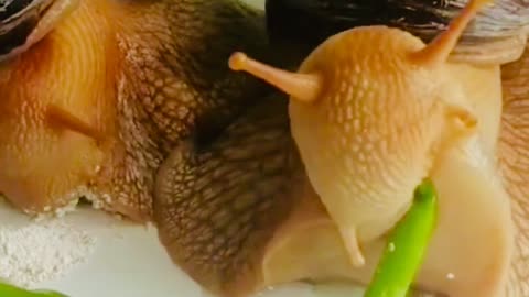 Snail eating