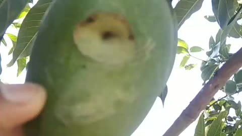 Nature in mango