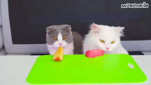 "Top Toys That Cats Absolutely Love! 🐾 | Best Playtime Fun for Your Feline Friend"