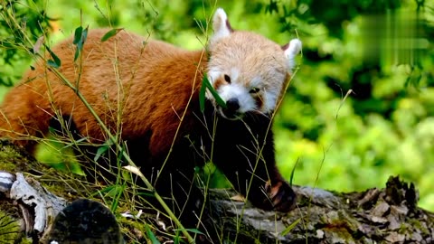 Beautiful cute little red panda funny video llcute pets and animal funny videos