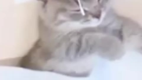 Cute cat happy feelings....viral beautiful funny shorts video 2022