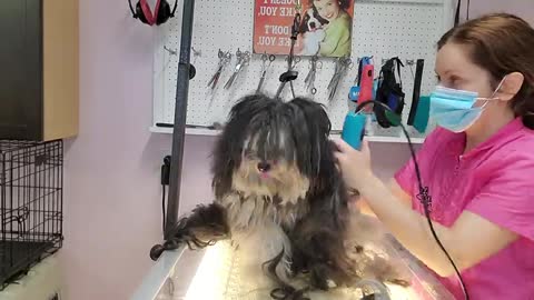 Cute Dog Transformation Very Matted Dog