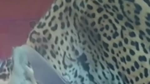 Jaguar cubs and mother released back into Argentinian wetlands