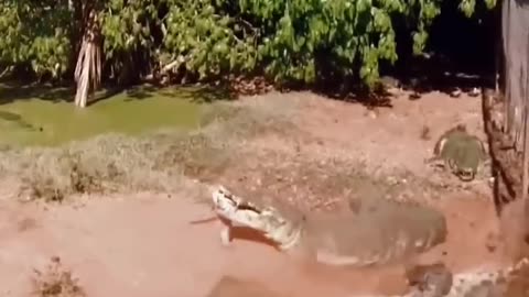 Crocodile attacks on another crocodile