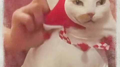 funny cat video