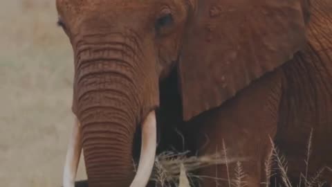 Funny animal videos are short videos