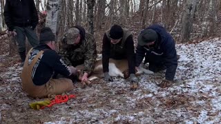 The Great Deer Rescue