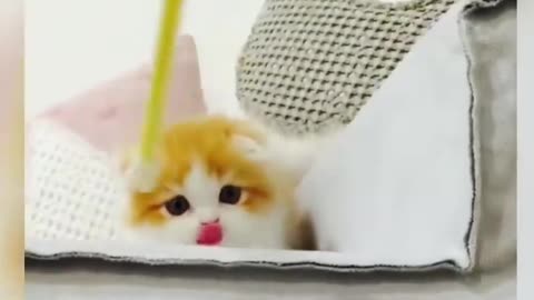 Funny Cute Cat compilation