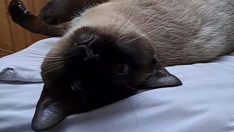 #cat knows she did wrong, BEGS and poses