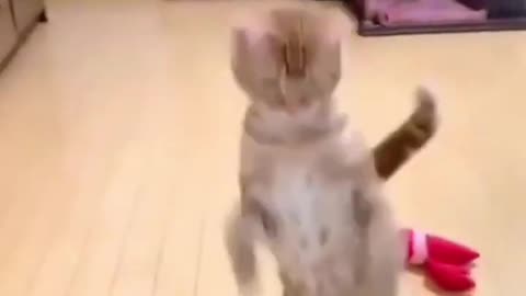 Cat funny dance ,😂🤣