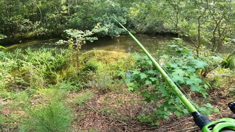 Fishing for 10lb Bass in HIDDEN Pond!