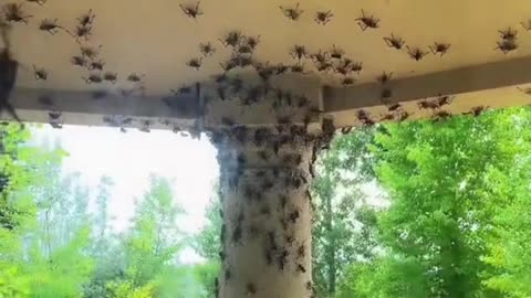 Under Siege: Battling the Mormon Cricket Invasion😯😮🦗🏠