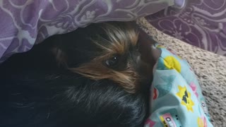 Sneaky puppy hiding under a bunch of pillows