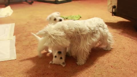 Mother Westie teaches 6 week old puppies