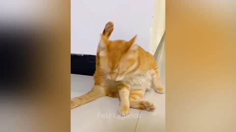how funny cats with man funny moments
