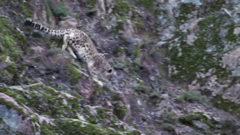 Mountain Goat Tossing Snow Leopard Falls Down From Cliff To Escape - Even The Mighty Can Falter-20