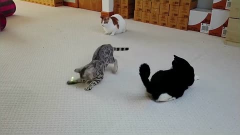 Bengal Kittens Vs Older Cats