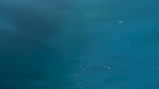 Clam Under Water Sound