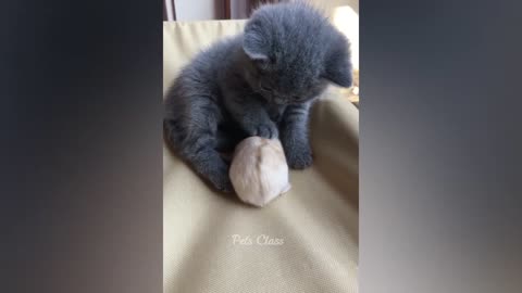 cute cat playing with a rat
