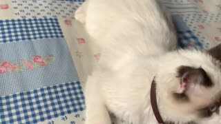 Dog's First Time Seeing a Cat