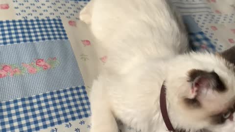 Dog's First Time Seeing a Cat