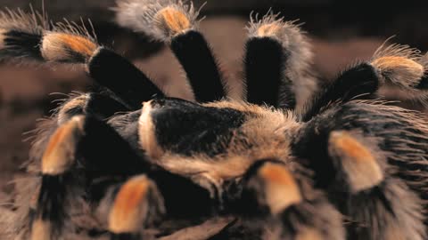 Walking of Tarantula,