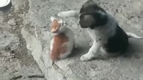 "💚🌸Unlikely Love: Heartwarming Bond Between a Cat and Dog Baby💘💖🐕🐈"