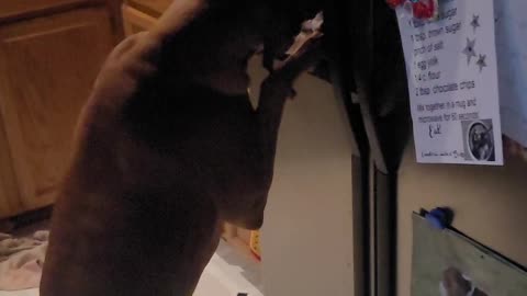 Walter the Boxer Drinks from the Fridge