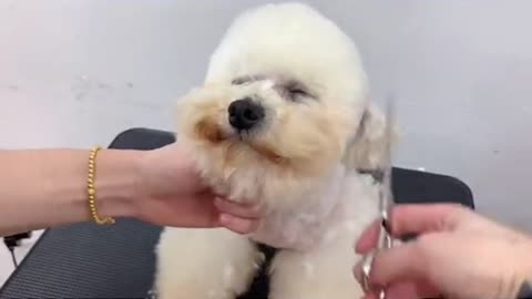 Give A Chubby Bichon Frise Dog Grooming - White Bichon Frise Puppy Grooming