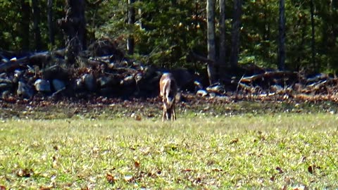 White-tailed deer