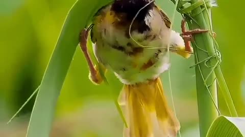 Bird funy video | funy video | bird