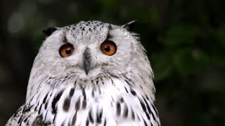 Owl animal bird nature