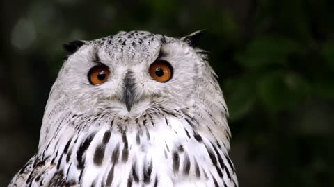 Owl animal bird nature