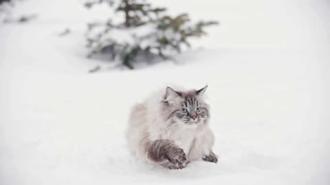 Big furry cat walking and sneaking in the snow near the trees