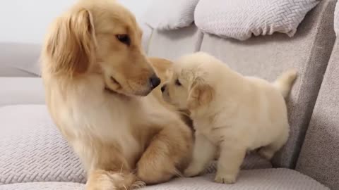 Dog love with baby