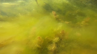 Underwater Turtle