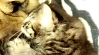 Mastiff patient with his kitten