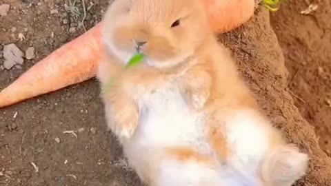 Cute rabbit