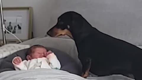 Dog soothes crying Baby| Soooo......cute😍😍😍😍