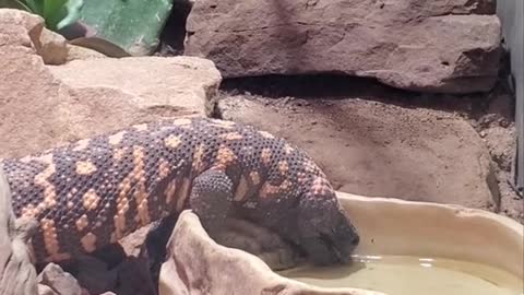Gila Monster Drinking Water