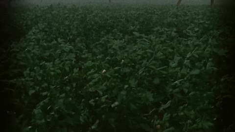 Heavy rain 🌧️ cotton farm