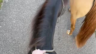 Sneaky Pony Bites Horse and Rider Gets Hit on the Shin