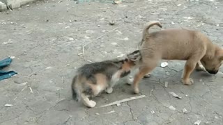 Dogs Breastfeeding Kittens