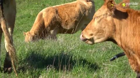 Loving mother cow showers her newborn baby with kisses