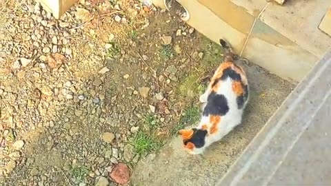 I fed a cute street cat 🥰 #streetcats #catvideos