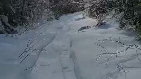 Exploring the Serene Forest: Hiking Through Icy Trees #canadiannature #canadianwinter #hiking