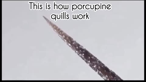 This is how porcupine quills work
